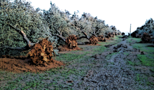 Cobas Ostuni – Il veleno sulla nostra terra